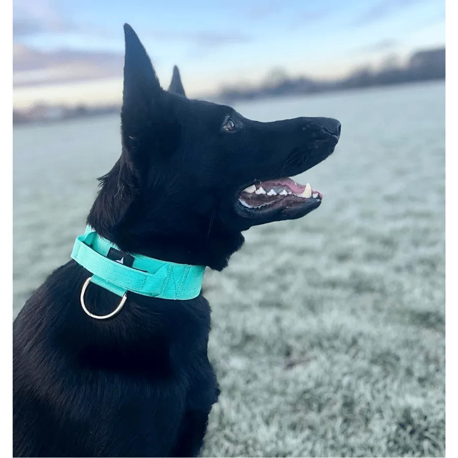5cm Elite Tactical Collar | Tri-Layered | Turquoise